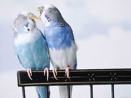1200pixels x 750pixels size : 1082x1922px Free Download Hd Wallpaper Parrot In Love Blue And White Budgerigar Animal Bird Wallpaper Flare