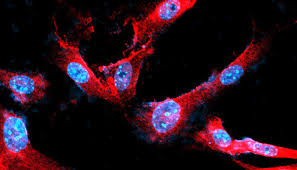 Periodontics & Oral Medicine