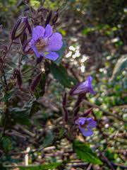 Image result for Mimulopsis solmsii