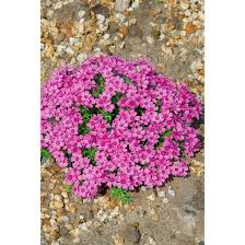Garten bodendecker elegant garten flammenblume teppich phlox subulata zwergenteppich. Phlox Subulata Zwergenteppich Pflanzen Fur Dich De 4 50
