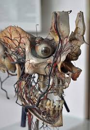 Veins And Arteries To Go With My Exploded Skull Of Course Anatomy Art Skull Art Art
