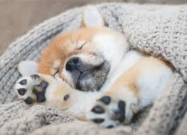 Aug 15, 2019 · sleep is essential to healthy growth, contributing to the necessary development of his central nervous system, brain, immune system, and muscles. Your New Puppy The Ultimate Puppy Sleeping Guide Petmd