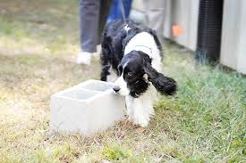 English springer spaniels are known for their splotches and freckles. English Springer Spaniel Dog Breed Information