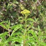 Image result for Psiadia punctulata