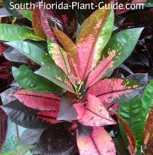 Image result for Croton kilwae