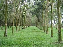 Keadaan yang tidak tetap (sakit atau hidup melarat). Pertanian Di Malaysia Wikipedia Bahasa Melayu Ensiklopedia Bebas