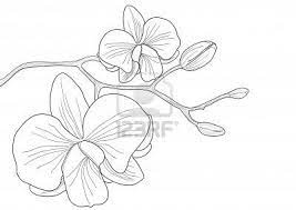 Vector Illustration Of Orchid Flower On White Background Flower Line Drawings Orchid Illustration Flower Drawing