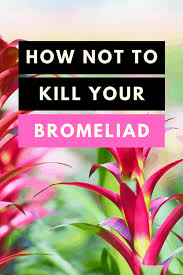 We did not find results for: Bromeliad Care Why Yours Keep Dying