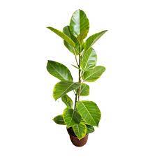 Ficus Altissima Pote 24 Cm Uemura Flores E Plantas