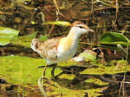 Image result for Micrococca capensis