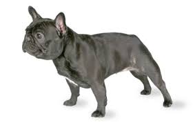 French bulldogs are adorable animals that make great family pets with their loving, friendly personalities. French Bulldog Dog Breed Information Pictures Characteristics Facts Dogtime