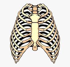 Rib cage tattoos are popular among men as well, and they go for more complex and large designs, such as lion tattoo designs, tribal tattoo designs, quote tattoos, 3d tattoos, etc. Vector Illustration Of Human Rib Cage Rib Clipart Png Png Image Transparent Png Free Download On Seekpng