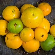 Image result for Aristida stipitata