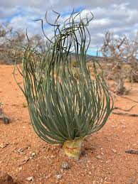 Image result for Gethyllis