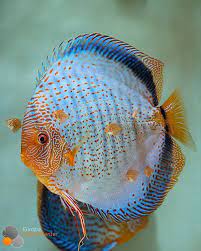 Blue Snakeskin Diskus Bock Mit Jungtieren Discus Diskusfische Tropicalfish Aquarium Europadiscuscenter Freshwa Discus Fish Aquarium Fish Tropical Fish