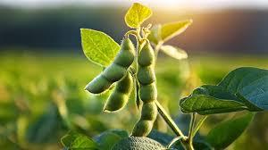 Soybean Introduction