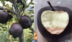 this is called a black diamond they taste sweeter than honey and some farmers sell their apples for 15 or more fruit apple black apple