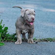 Our puppies are extremely healthy with proper body structure. Pitbull Puppies For Sale