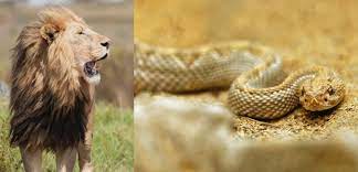 Maybe you would like to learn more about one of these? Do Lions Eat Snakes Or Snakes Kill Lions Animals Truth