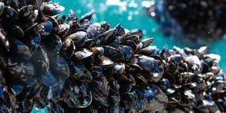 Freshwater Mussel Farming