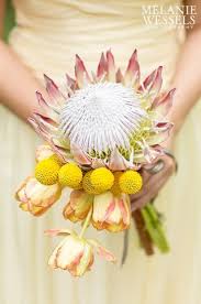 Pink King Protea Bouquet With Billy Balls And Tulips By Www Ecochicweddings Co Za Protea Wedding Wedding Flowers Eco Chic Wedding