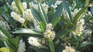 Excellent as a hedge, background plant. Otto Luyken Cherry Laurel Prunus Laurocerasus Otto Luyken From Taylor S Nursery