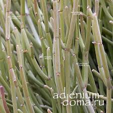 Image result for Cynanchum viminale