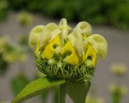 Image result for Phlomis fruticosa