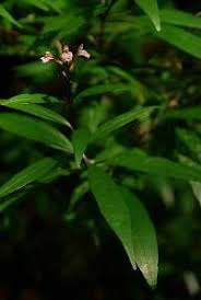 Image result for Achyrospermum aethiopicum