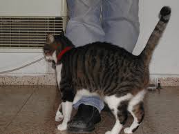 Why Do Cats Rub Against You Then Bite Suprising Kittycattree Com