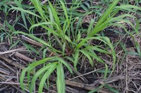 Image result for Panicum