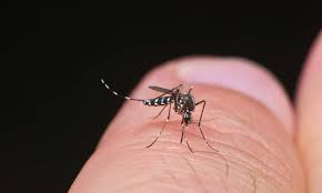 Otherwise, you can easily make a trap yourself at home. Tiger Mosquito Troubles In Spain Watch Your Ankles