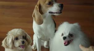 Maybe you would like to learn more about one of these? About Those Pampered Dogs In Parasite Movie Paws