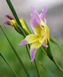 Image result for Gladiolus trichonemifolius