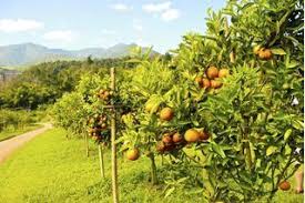Usda zone 9 fruit trees grow in subtropical and hot climates with very warm summers and mild winters. List Of Zone 6 Fruit Trees Hunker Fruit Trees Backyard Zone 6 Fruit Trees Fruit Trees