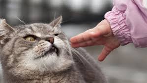 Kedi Ve Kopekler Ne Kadar Ac Ve Susuz Kalabilirler