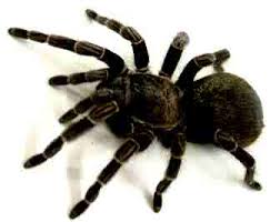 As aranhas carangueijeira possuem o abdome que parece ter sido cortado ao meio e têm a traseira medindo não mais que 3 cm, as caranguejeiras do gênero cyclocosmia talvez sejam as aranhas. Sonhar Com Aranha Teu Sonhar