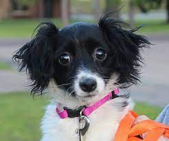 I might give my puppies up for adoption by bobbysaxy: Kennebunkport Me Dachshund Meet Sasha In Maine A Pet For Adoption