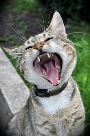 The cleaning itself isn't that bad. 5 Reasons Having Your Cat S Teeth Cleaned Is Worth The Cost Cats Teeth Cleaning Cat Stock