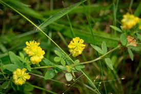 Image result for Trifolium polystachyum