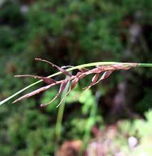 Image result for Buchnera strictissima