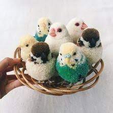 Alle jobs und stellenangebote in bamberg, bayreuth, coburg und der umgebung. Die 44 Besten Ideen Zu Pompon Tiere Pompon Tiere Bommel Machen Pompoms