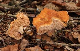 Image result for Dentinum repandum