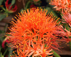 Image result for Scadoxus multiflorus