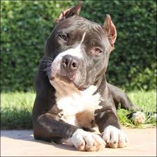 Those mini pits that become. Stocky And Muscular With A Strong Powerful Head American Pitbull Terrier Pitbulls Pitbull Terrier