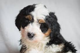 We did not find results for: Midwest Bernedoodles Your Perfect Companion Dog