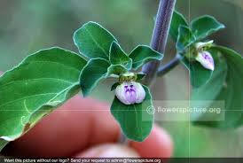 Image result for Rungia