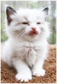 Cats Seem So Very Wise When Staring Through Their Half Closed Eyes Could They Be Thinking If I Act Nice Maybe She Will Feed Cats Cute Cats Kittens Cutest