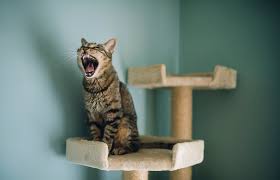 Tired of buying cat furniture for large cats but a kitten can't fit? The 8 Best Cat Trees Of 2021