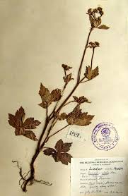 Image result for Sanicula elata